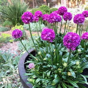 Armeria Dreameria Vivid Dreams